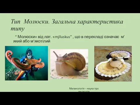 Тип Молюски. Загальна характеристика типу “ Молюски» від лат. «mjlluskus”