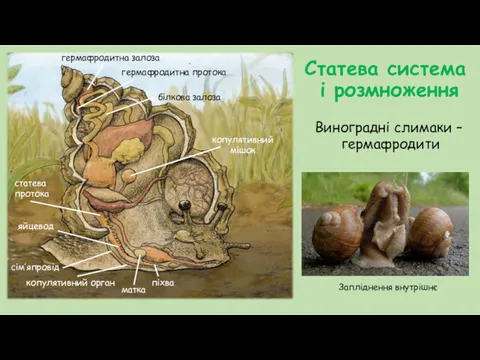 Статева система і розмноження Виноградні слимаки – гермафродити Запліднення внутрішнє гермафродитна протока гермафродитна