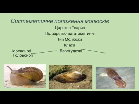 Систематичне положення молюсків Царство Тварин Підцарство Багатоклітинні Тип Молюски Класи Черевоногі Двостулкові Головоногі