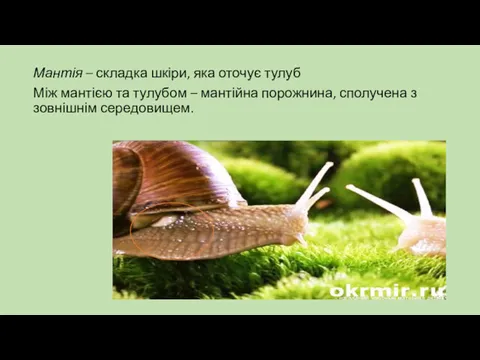 Мантія – складка шкіри, яка оточує тулуб Між мантією та тулубом – мантійна