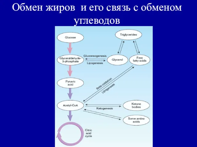 Обмен жиров и его связь с обменом углеводов