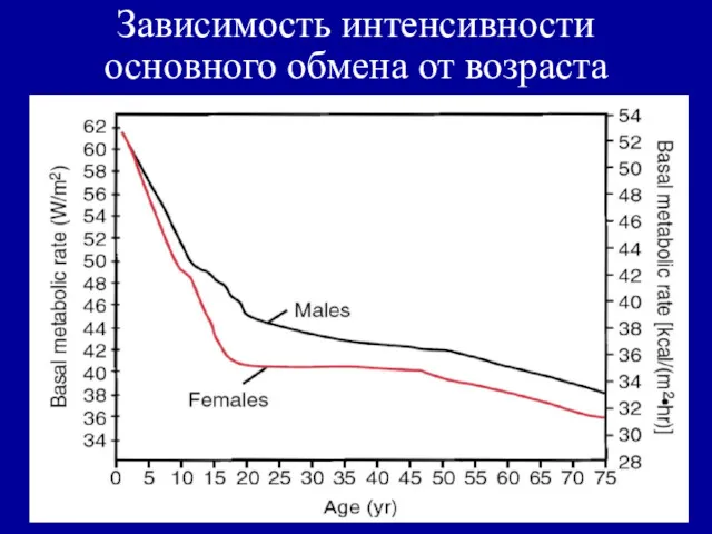 Зависимость интенсивности основного обмена от возраста