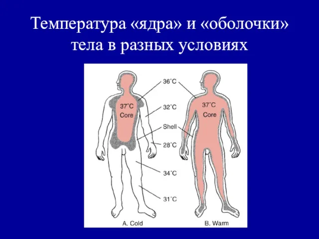 Температура «ядра» и «оболочки» тела в разных условиях