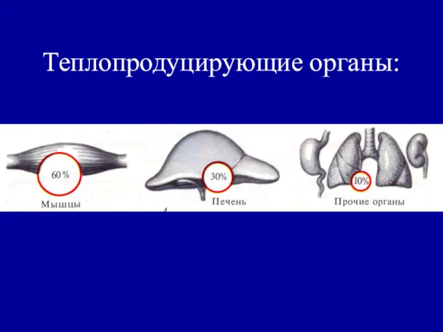 Теплопродуцирующие органы: