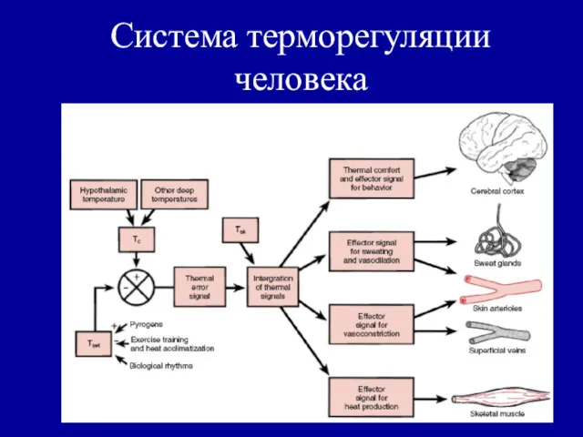 Система терморегуляции человека