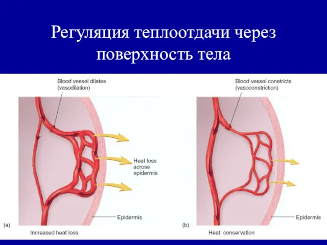 Регуляция теплоотдачи через поверхность тела