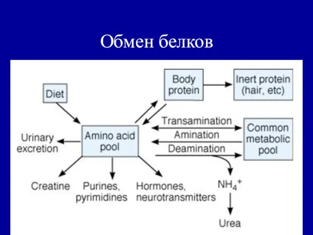 Обмен белков