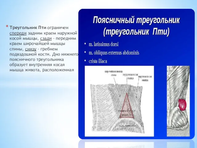 Треугольник Пти ограничен спереди задним краем наружной косой мышцы, сзади