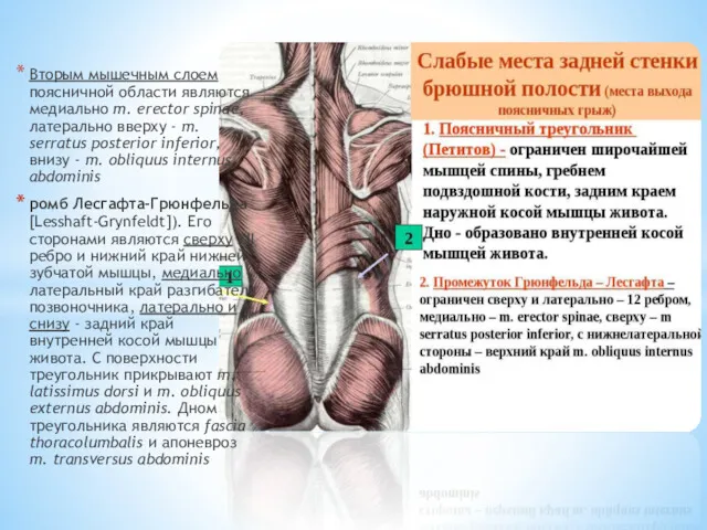 Вторым мышечным слоем поясничной области являются медиально m. erector spinae,