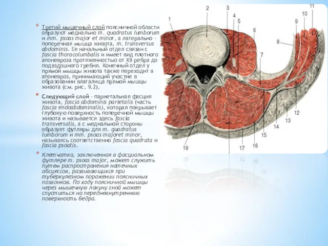 Третий мышечный слой поясничной области образуют медиально m. quadratus lumborum