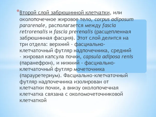 Второй слой забрюшинной клетчатки, или околопочечное жировое тело, corpus adiposum