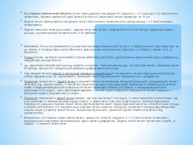 Со стороны поясничной области почки проецируются на уровне XII грудного,