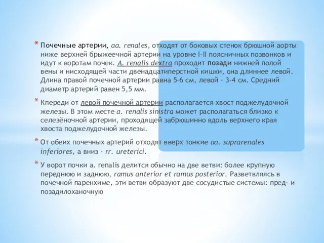 Почечные артерии, аа. renales, отходят от боковых стенок брюшной аорты