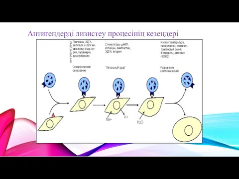 Антигендерді лизистеу процесінің кезеңдері