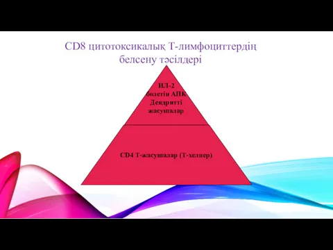 CD8 цитотоксикалық Т-лимфоциттердің белсену тәсілдері