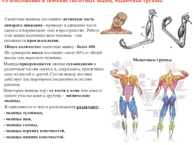 5.Расположение и значение скелетных мышц, мышечные группы. Скелетные мышцы составляют