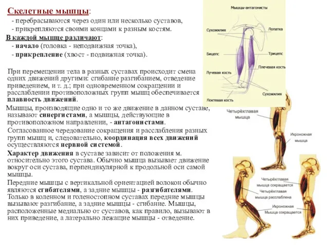 Скелетные мышцы: - перебрасываются через один или несколько суставов, -