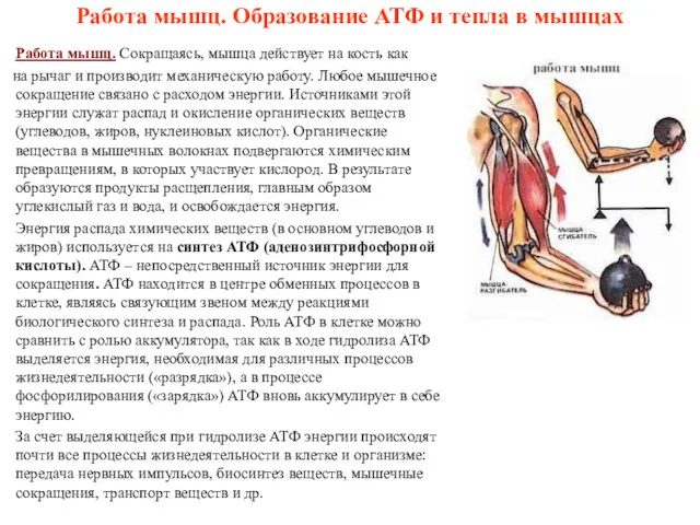 Работа мышц. Образование АТФ и тепла в мышцах Работа мышц.