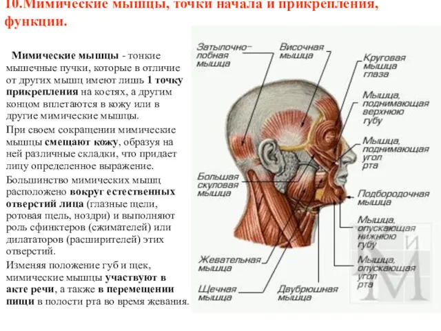 10.Мимические мышцы, точки начала и прикрепления, функции. Мимические мышцы -