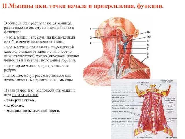 11.Мышцы шеи, точки начала и прикрепления, функции. В области шеи