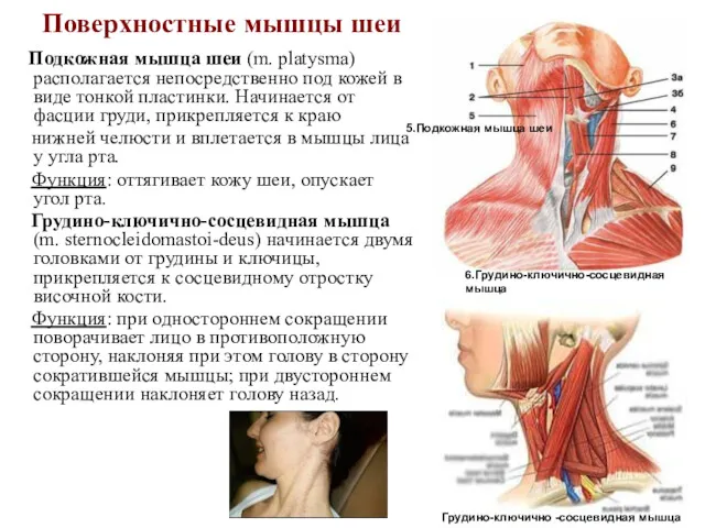 Поверхностные мышцы шеи Подкожная мышца шеи (m. platysma) располагается непосредственно