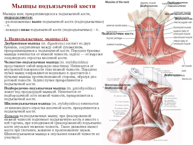 Мышцы подъязычной кости Мышцы шеи, прикрепляющиеся к подъязычной кости, подразделяются: