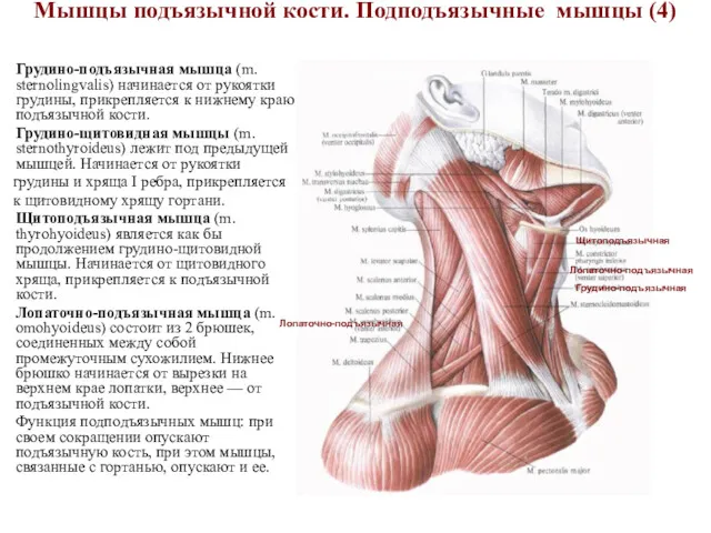 Мышцы подъязычной кости. Подподъязычные мышцы (4) Грудино-подъязычная мышца (m. sternolingvalis)