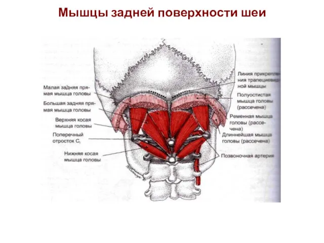 Мышцы задней поверхности шеи
