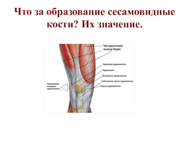 Что за образование сесамовидные кости? Их значение.