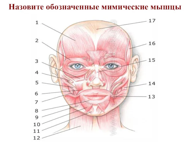 Назовите обозначенные мимические мышцы