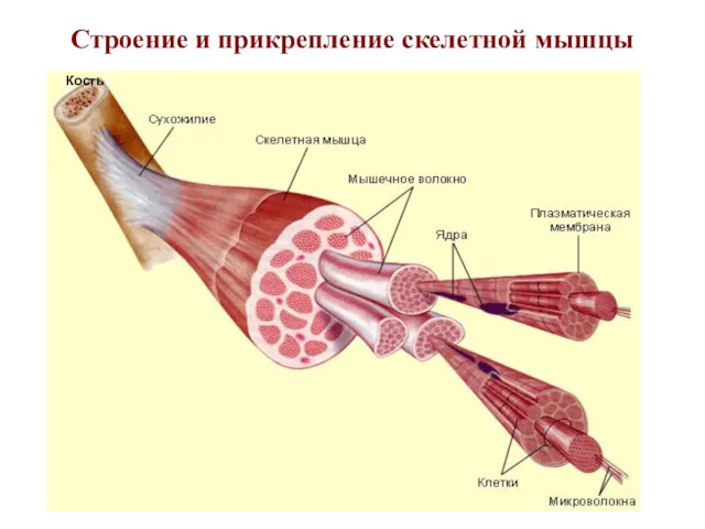 Строение и прикрепление скелетной мышцы Кость