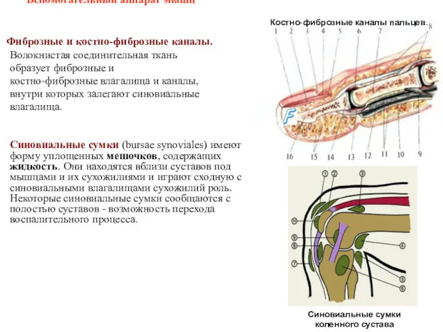 Вспомогательный аппарат мышц Фиброзные и костно-фиброзные каналы. Волокнистая соединительная ткань