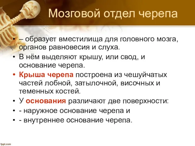 Мозговой отдел черепа – образует вместилища для головного мозга, органов