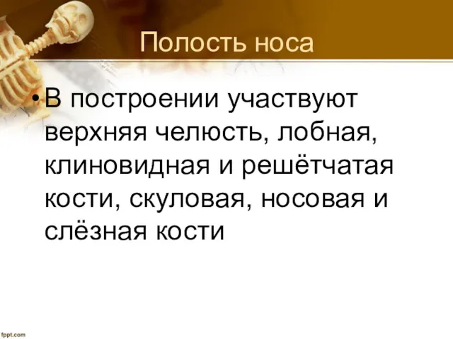 Полость носа В построении участвуют верхняя челюсть, лобная, клиновидная и