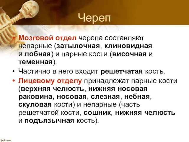 Череп Мозговой отдел черепа составляют непарные (затылочная, клиновидная и лобная)