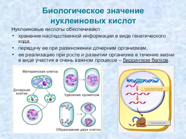 Биологическое значение нуклеиновых кислот Нуклеиновые кислоты обеспечивают хранение наследственной информации