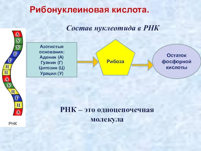 Рибонуклеиновая кислота. Азотистые основания: Аденин (А) Гуанин (Г) Цитозин (Ц)