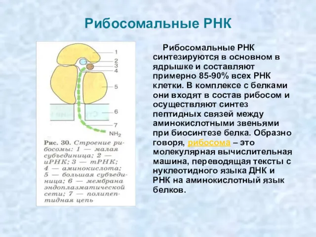 Рибосомальные РНК Рибосомальные РНК синтезируются в основном в ядрышке и