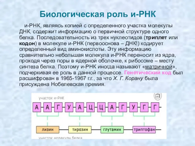 Биологическая роль и-РНК и-РНК, являясь копией с определенного участка молекулы