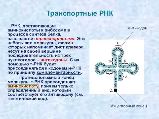 Транспортные РНК РНК, доставляющие аминокислоты к рибосоме в процессе синтеза