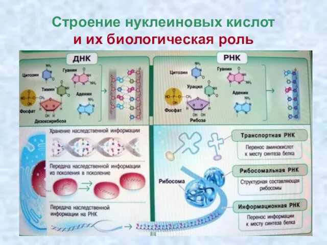 Строение нуклеиновых кислот и их биологическая роль