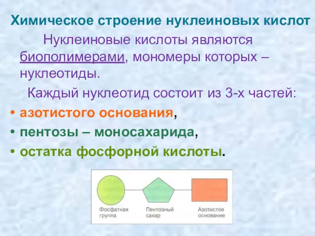 Химическое строение нуклеиновых кислот Нуклеиновые кислоты являются биополимерами, мономеры которых