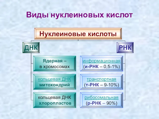 Виды нуклеиновых кислот