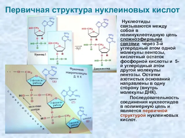 Первичная структура нуклеиновых кислот Нуклеотиды связываются между собой в полинуклеотидную