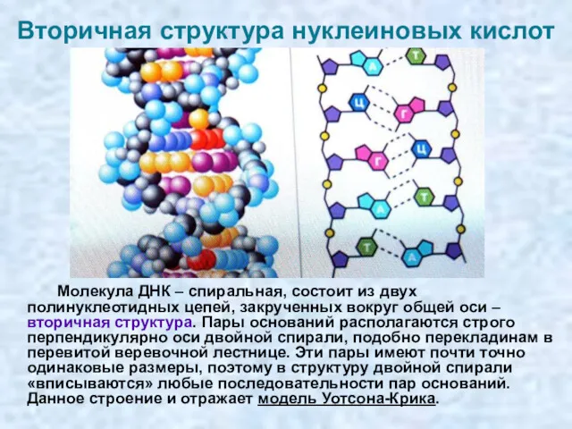 Вторичная структура нуклеиновых кислот Молекула ДНК – спиральная, состоит из