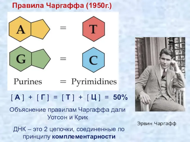 Эрвин Чаргафф Объяснение правилам Чаргаффа дали Уотсон и Крик ДНК