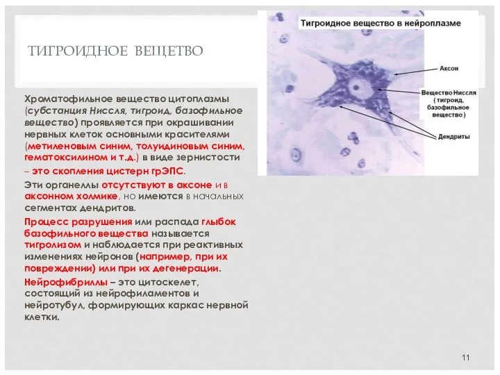ТИГРОИДНОЕ ВЕЩЕТВО Хроматофильное вещество цитоплазмы (субстанция Ниссля, тигроид, базофильное вещество)