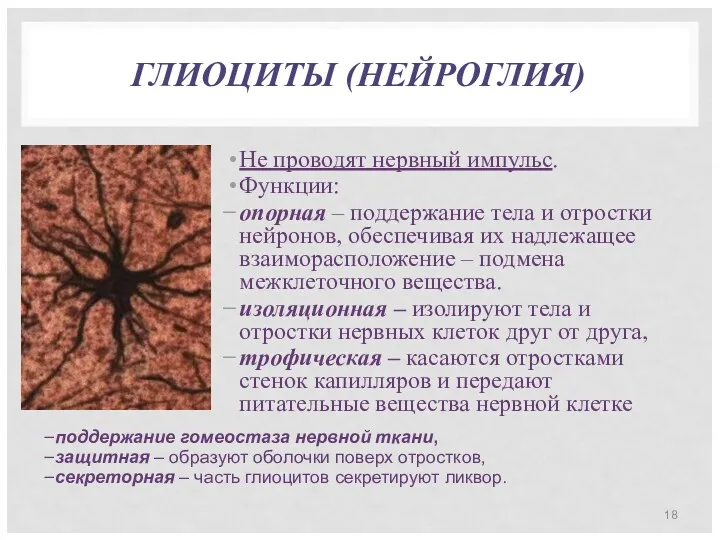 ГЛИОЦИТЫ (НЕЙРОГЛИЯ) Не проводят нервный импульс. Функции: опорная – поддержание