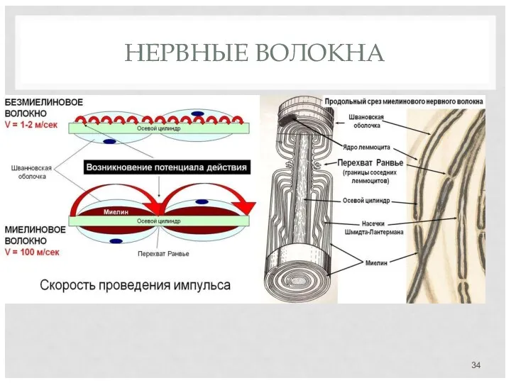 НЕРВНЫЕ ВОЛОКНА