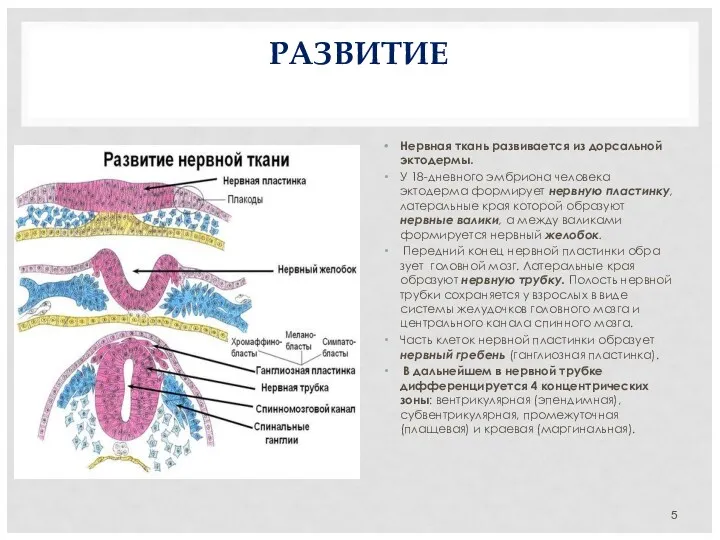 РАЗВИТИЕ Нервная ткань развивается из дорсальной эктодермы. У 18-дневного эмбриона